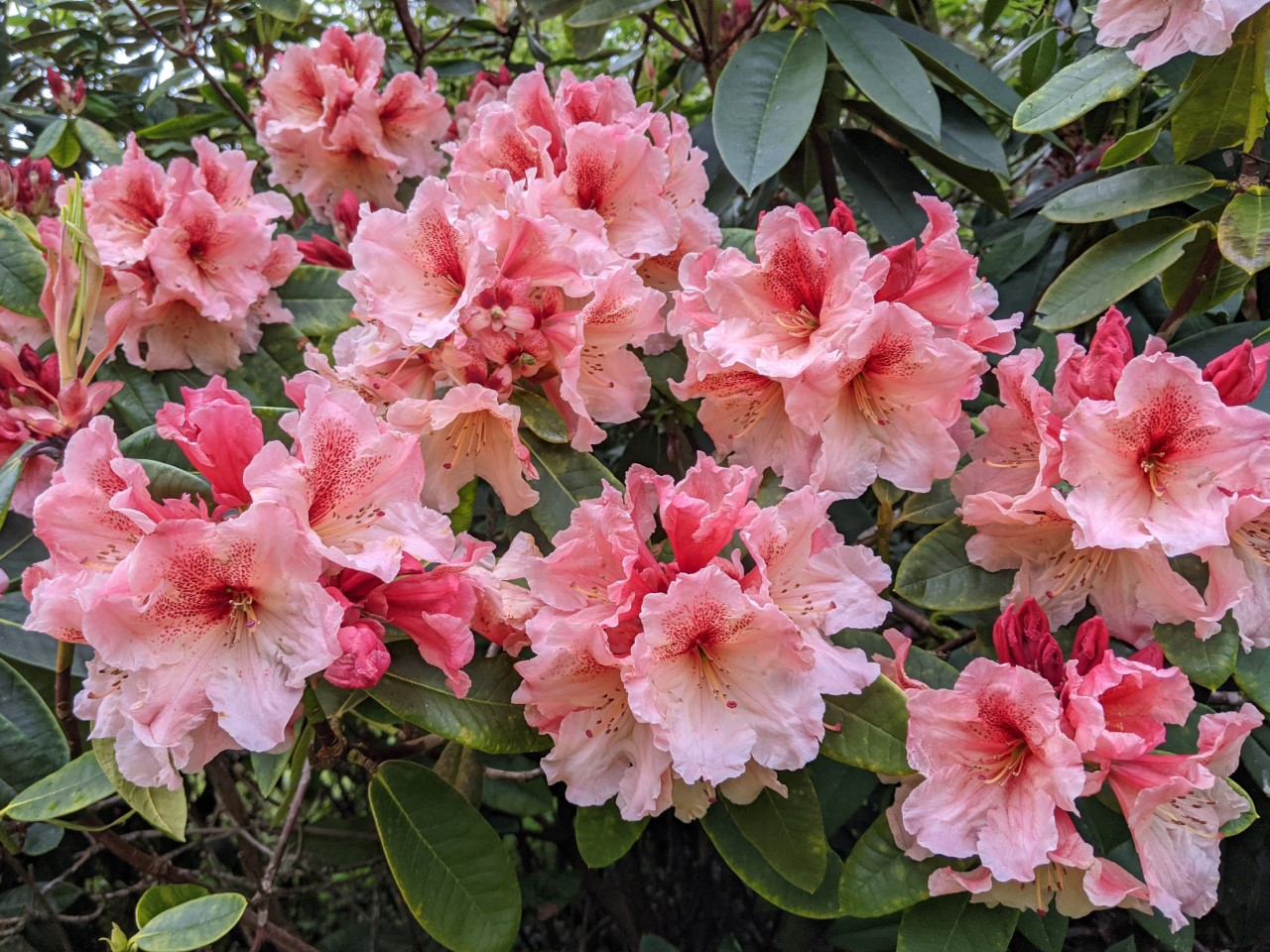 Unnamed hybrid seedling